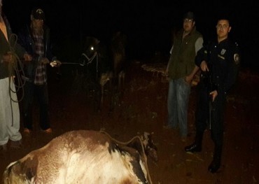 Vacas se salvan de morir en manos de abigeos