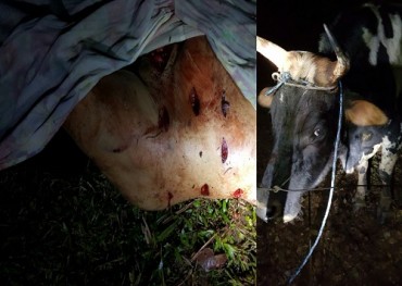 Mujer muere corneada por un toro en San Cristóbal